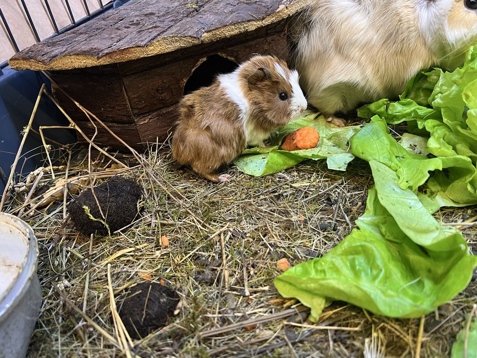 Porcusori de Guineea