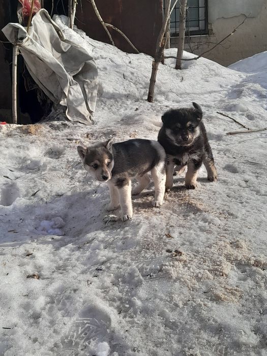 Отдам щенят в хорошие руки