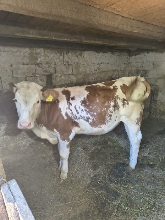 Vitica  balțată de vânzare