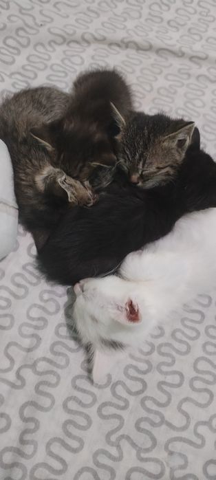 Котята в добрые руки