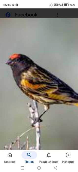 Продам птицу певчие