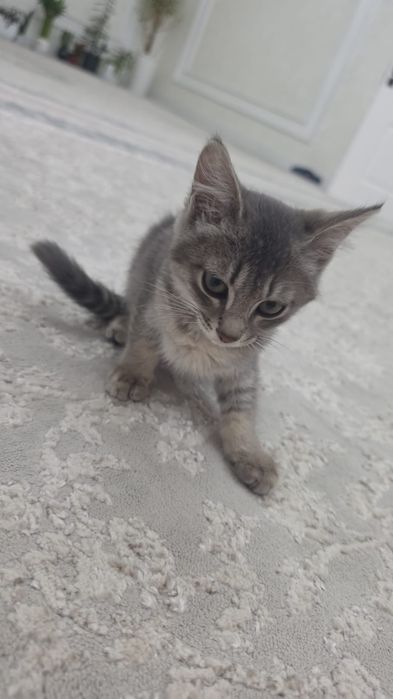Кошка 1 мес  обычная