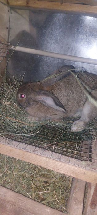 Кролики продаются