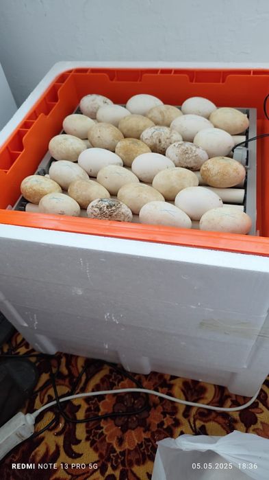 Продам инкубатор новый