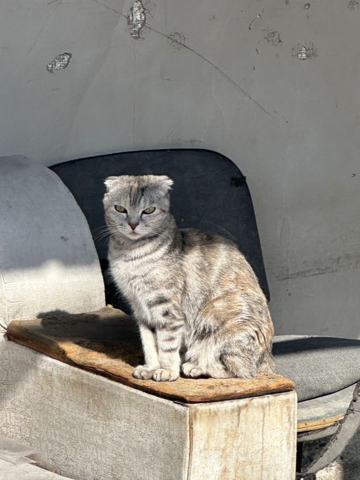 Шотланская вислоухая кошки