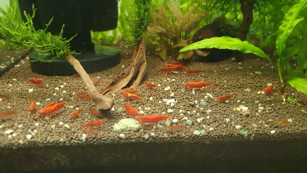 Креветки красный