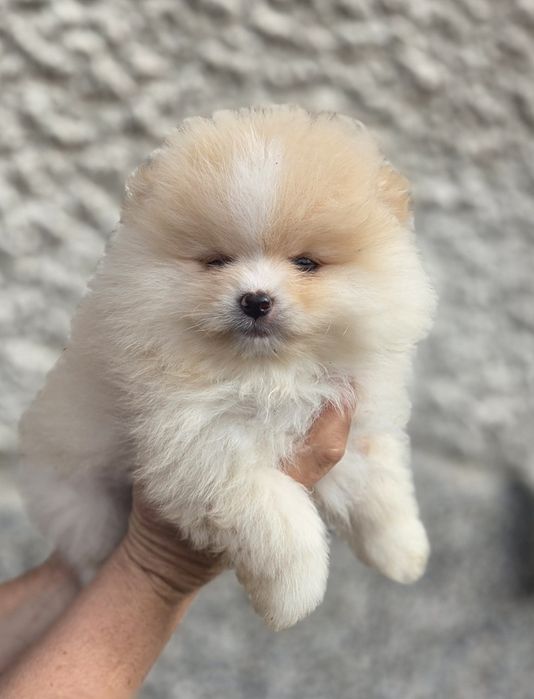 Померанчета- Померанчета