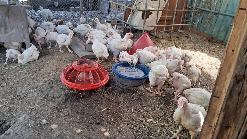 Продам Курицы срочно