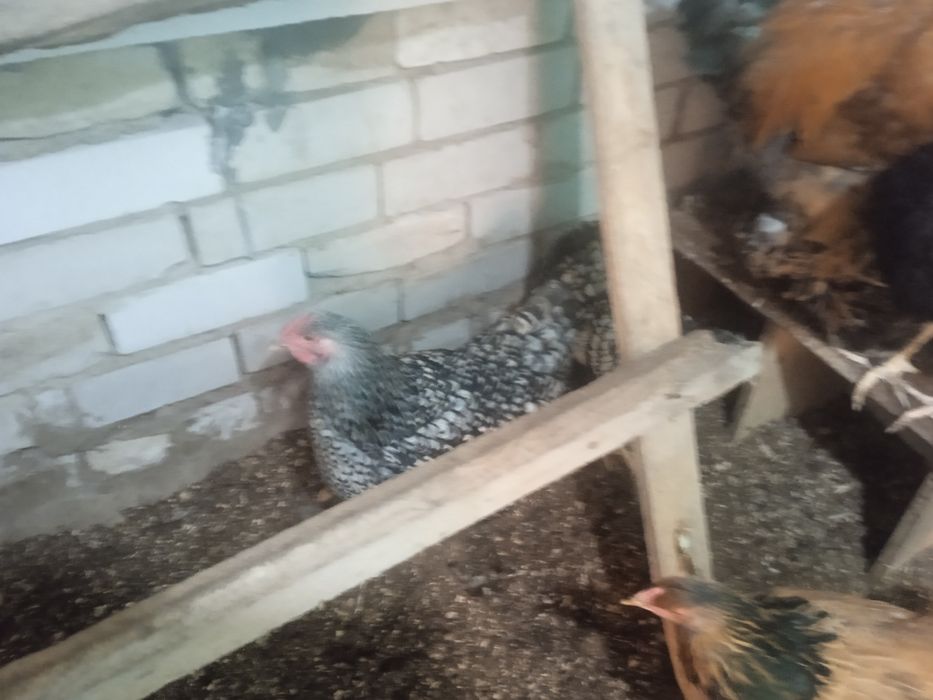 Виондот,Брама,Кохинкин сатам