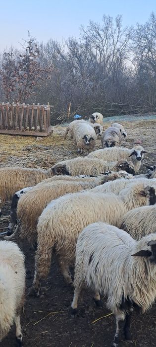 Oi de vanzare oile sunt si fatate din ele