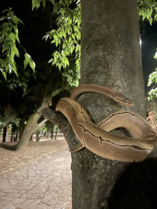 Кралски питон (Пинстрайп)