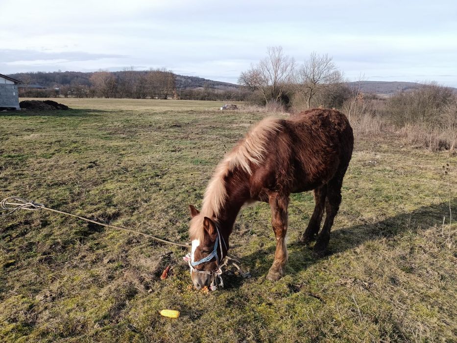 Mânz de 8 luni de vânzare