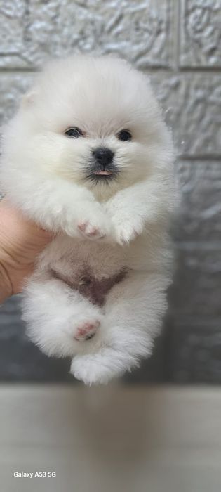 Шпицы щеночки продам