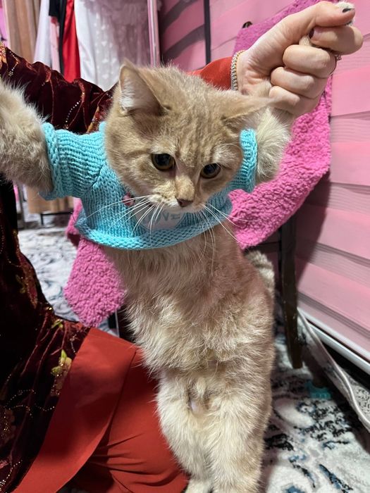 скоттиш-страйт...