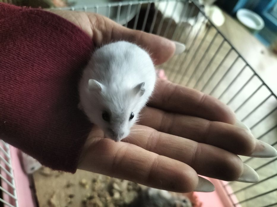 Продам хомяков ласковые