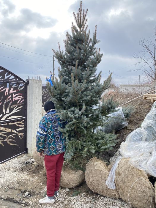 Brazii argintii și verzi