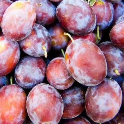 Prune de vanzare