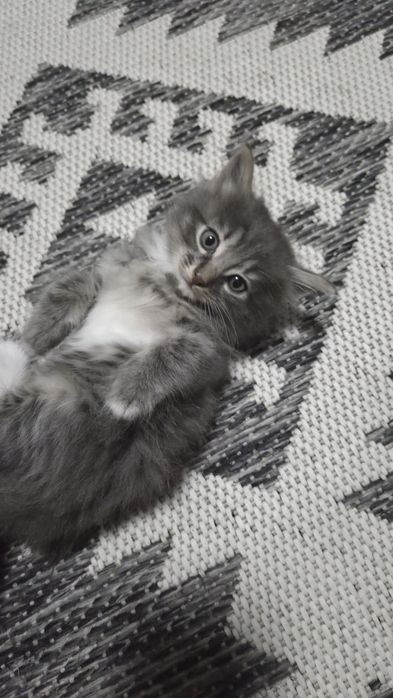 Отдам котёнка!!!
