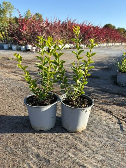 Лигуструм /Ligustrum ovalifolium/