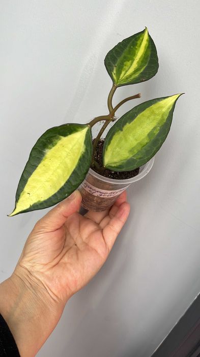 Хойи разные сорта