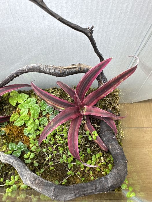 Продам закрытый флорариум