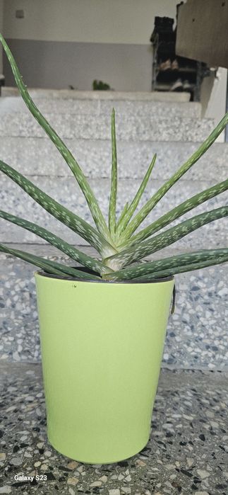 Лечебно алое Барбаденсис 4 годишно