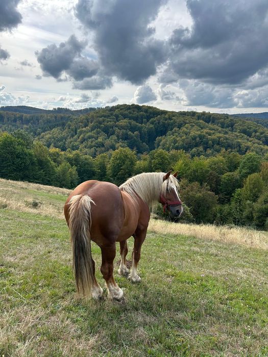 Vând harmasar de 7 ani