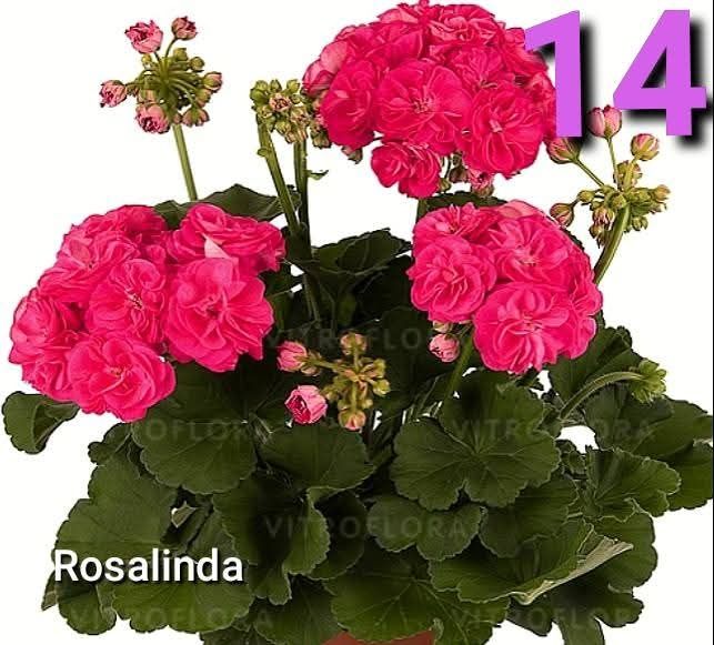 Нискостеблено мушкато -2.50€