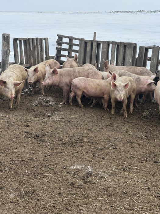 Cвиньи поросятя экологически чистые, вырощенные на воле, на зерне