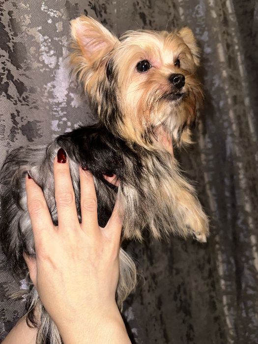 Щенок Йорширского терьера