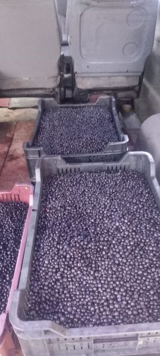 Vând afine de pădure