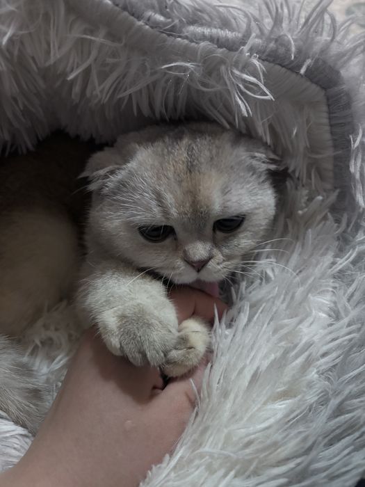 Ищем жениха для моей кошки