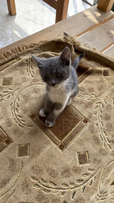 Котята домашние