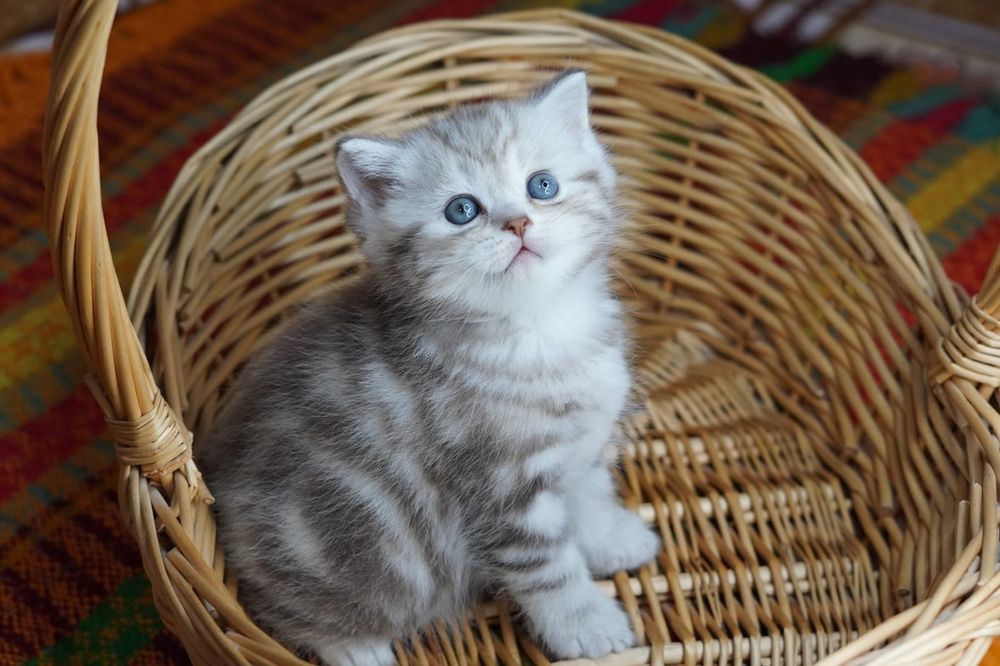 Милые шотландские  котятки