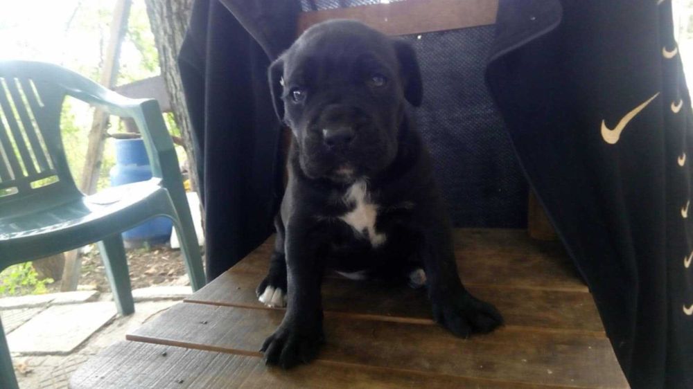 Кане Корсо, кученца,