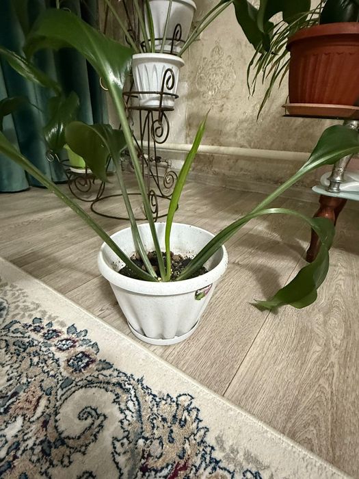 Гулдер сатылады тез арада