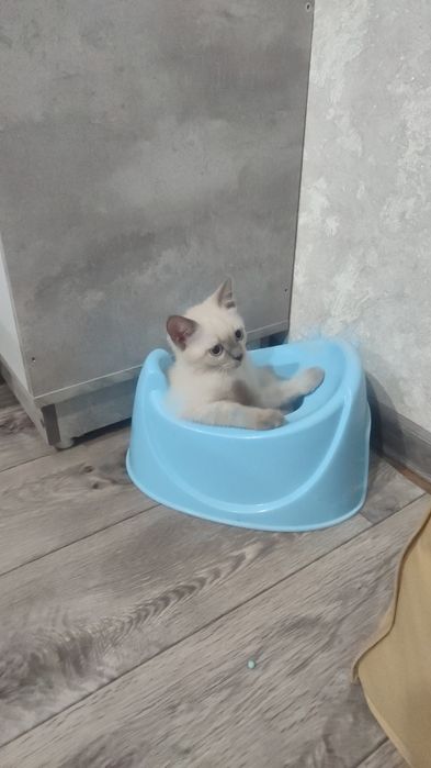 Котенок девочка Мия