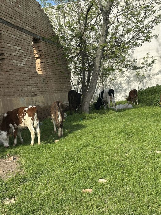 Продавам 8 женск  и 4 мъжки телета