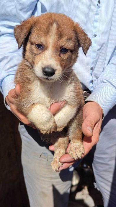 В ответственные руки щенки