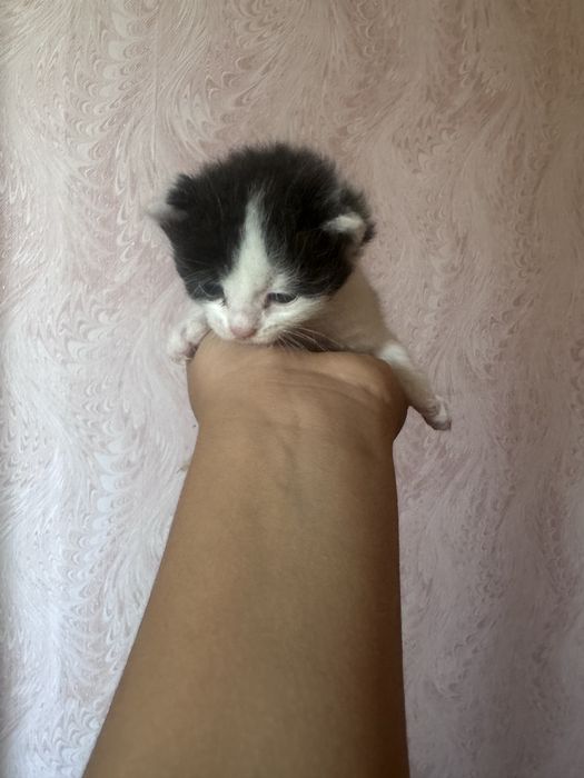 Отдам даром двух котят близнецов