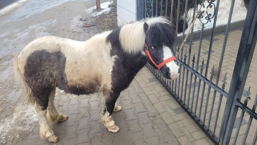 Vând un ponei nu este armăsar mai mute detaliile de la telfon