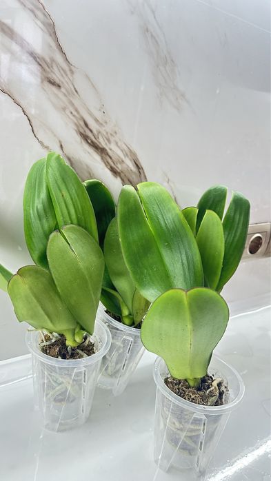 Орхидеи по 2500т ….