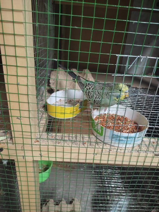 Budgerigar
Juda mashhur uy qushi
Oson qo‘lga o‘rganadi