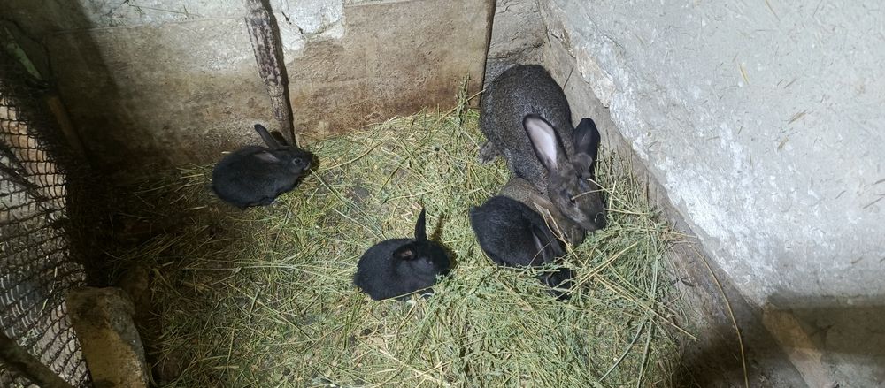 Ona quyon va bolalari