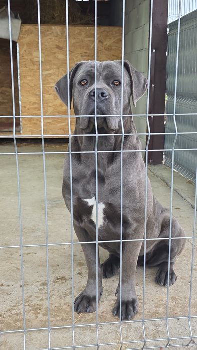Femela gri cane corso cu pedigree