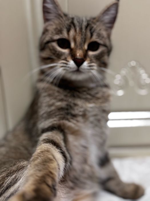 Котенок 8 месяцев девочка