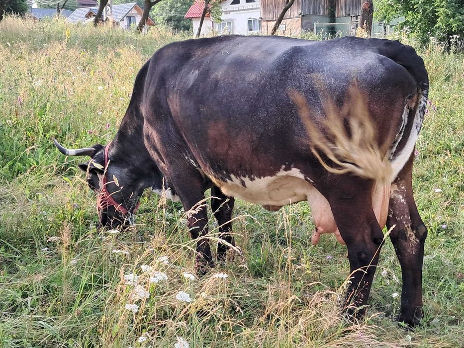 Vaca de  vânzare