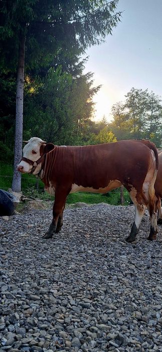 Vaca gestanta 8 luni si juninca de 1 an de vânzare