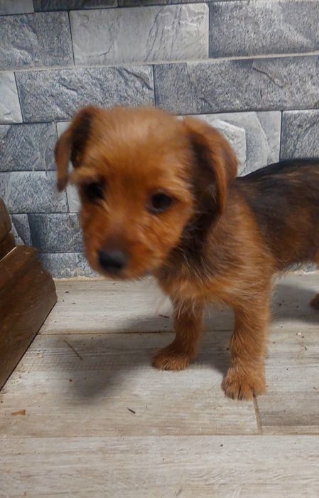 Border Terrier mini toy