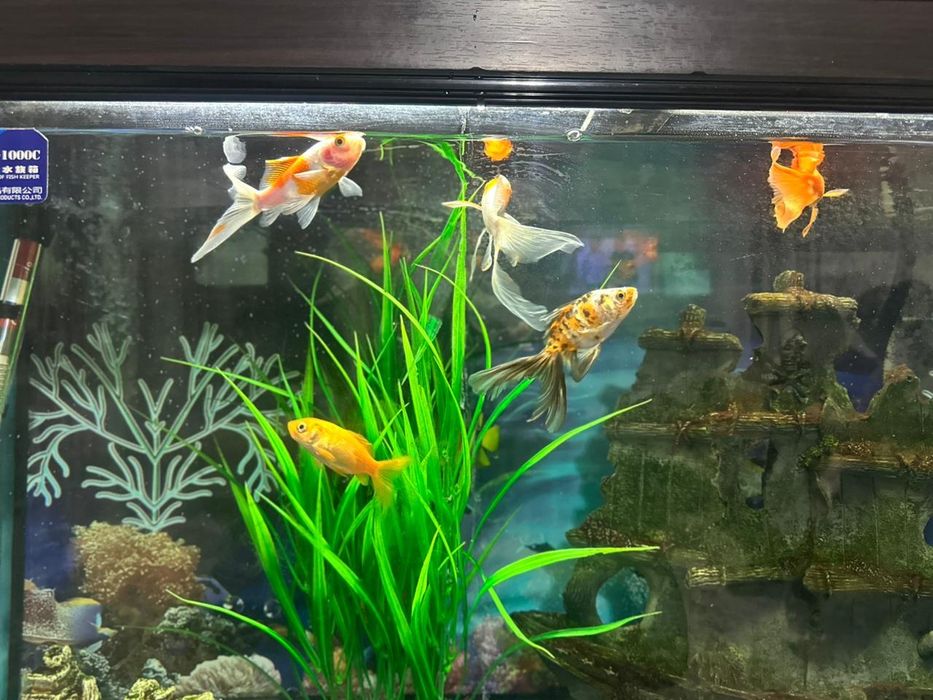 Продаётся Аквариум с рыбками